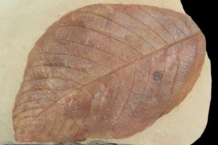 Large, Red Fossil Leaf (Phyllites) - Montana #130450